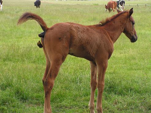 KONICA MINOLTA DIGITAL CAMERA