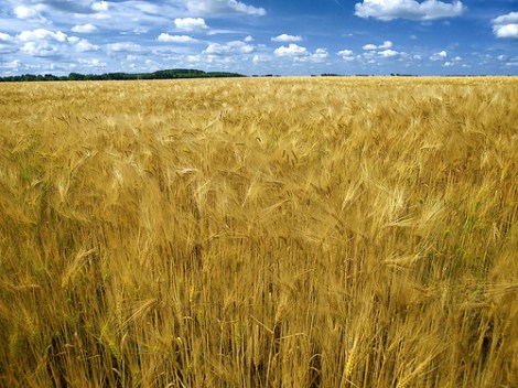 Geplaatst op 25 juni 2008  graan