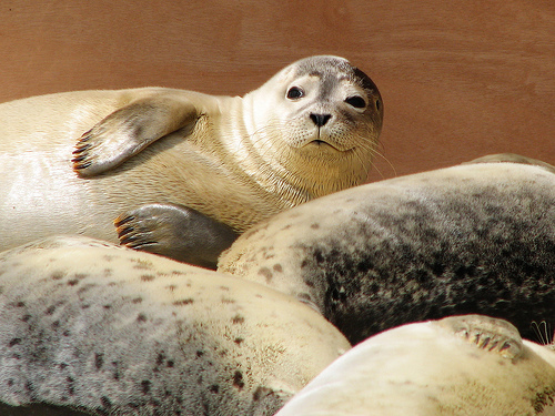 Geplaatst op 27 juni 2008  zeehonn