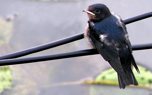 Geplaatst op 28 juni 2008  a