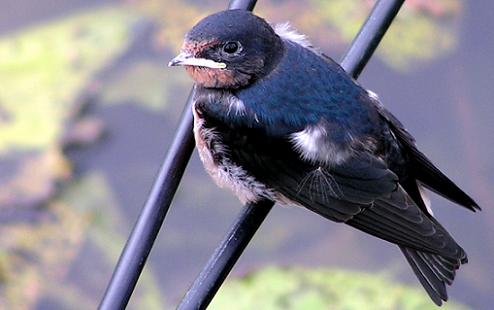 Geplaatst op 28 juni 2008  b