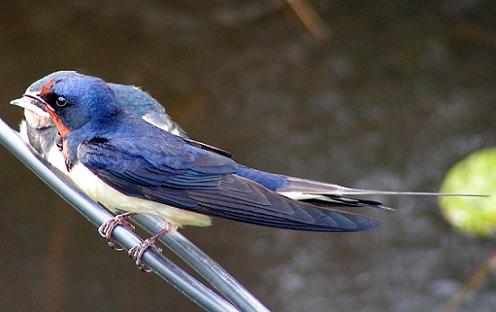 Geplaatst op 28 juni 2008  d