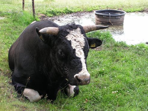 KONICA MINOLTA DIGITAL CAMERA