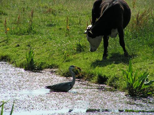 KONICA MINOLTA DIGITAL CAMERA