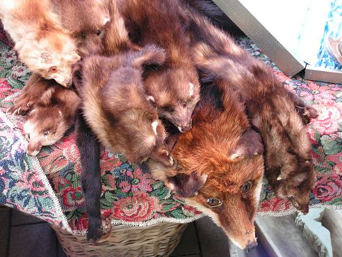 KONICA MINOLTA DIGITAL CAMERA