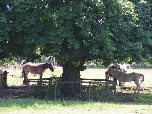 KONICA MINOLTA DIGITAL CAMERA