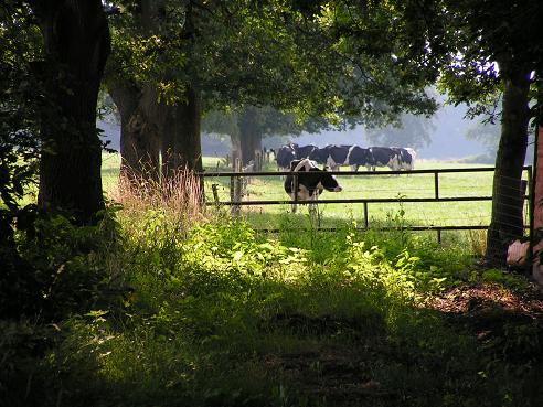 KONICA MINOLTA DIGITAL CAMERA