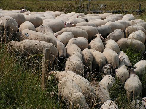 KONICA MINOLTA DIGITAL CAMERA