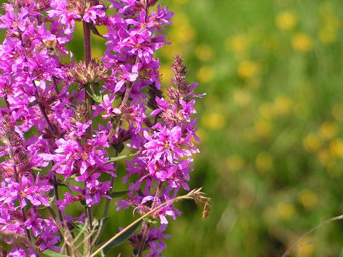 KONICA MINOLTA DIGITAL CAMERA