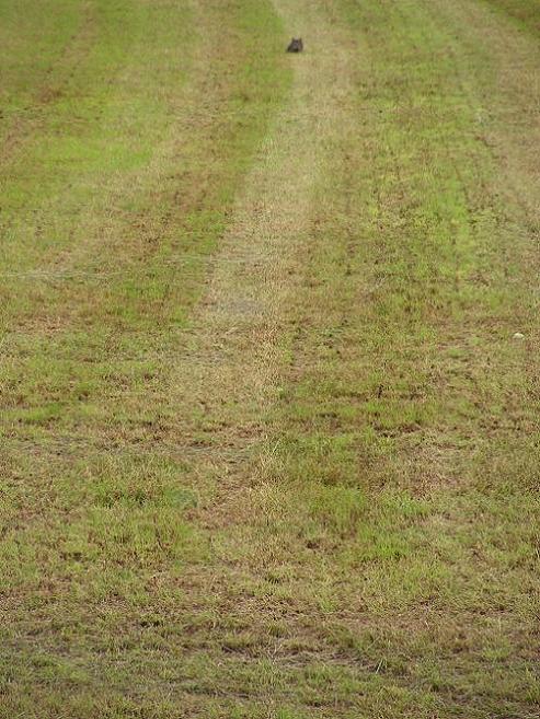 KONICA MINOLTA DIGITAL CAMERA