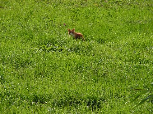 KONICA MINOLTA DIGITAL CAMERA