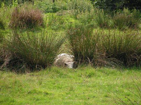 KONICA MINOLTA DIGITAL CAMERA