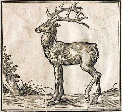 Geplaatst op 29 augustus 2008  roedel hert