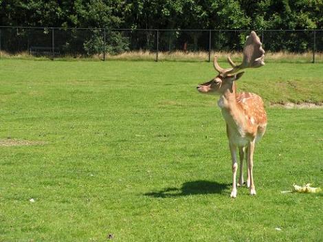 KONICA MINOLTA DIGITAL CAMERA