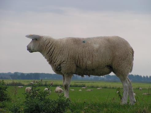 KONICA MINOLTA DIGITAL CAMERA