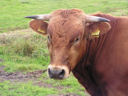 KONICA MINOLTA DIGITAL CAMERA