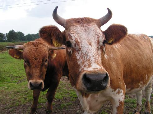 KONICA MINOLTA DIGITAL CAMERA