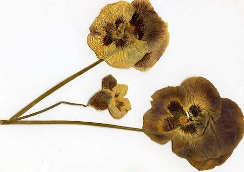 Geplaatst op 5 september 2008  viooltjes