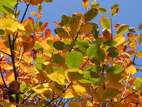 KONICA MINOLTA DIGITAL CAMERA