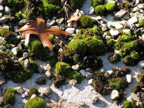 KONICA MINOLTA DIGITAL CAMERA