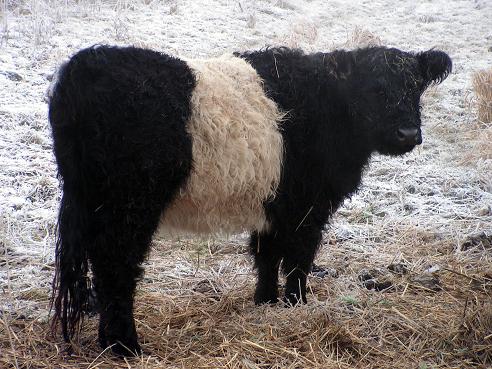 KONICA MINOLTA DIGITAL CAMERA