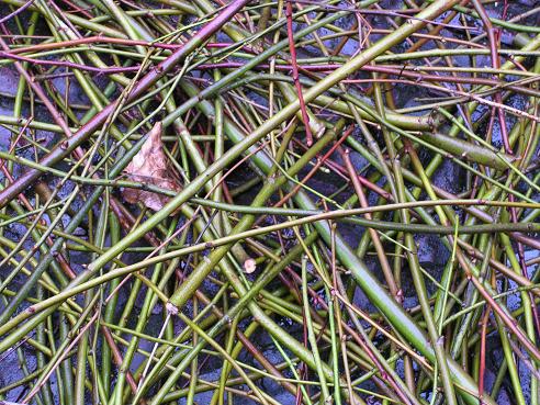 KONICA MINOLTA DIGITAL CAMERA