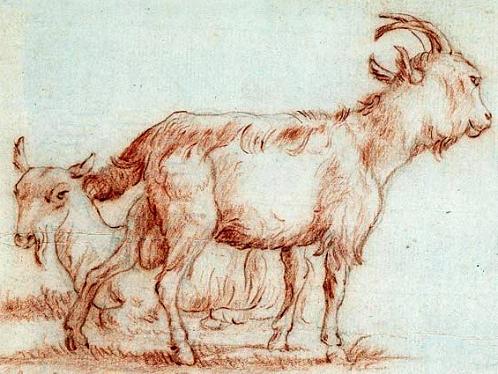 Geplaatst op 30 maart 2009  geit