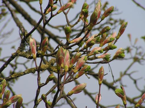 KONICA MINOLTA DIGITAL CAMERA