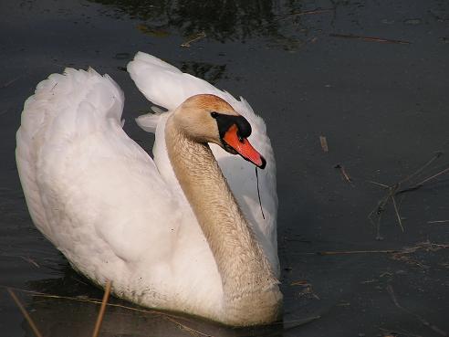 KONICA MINOLTA DIGITAL CAMERA