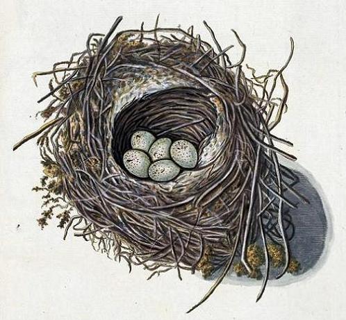 Geplaatst op 13 april 2009  eier nest