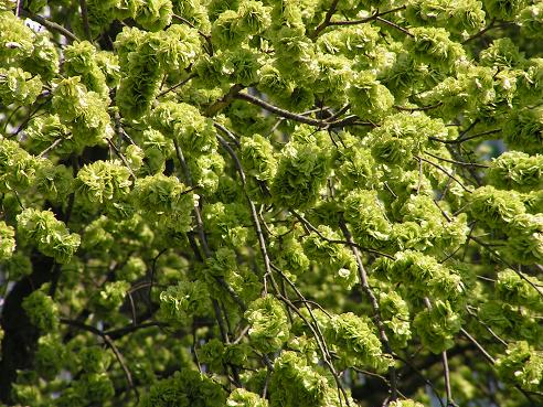 KONICA MINOLTA DIGITAL CAMERA