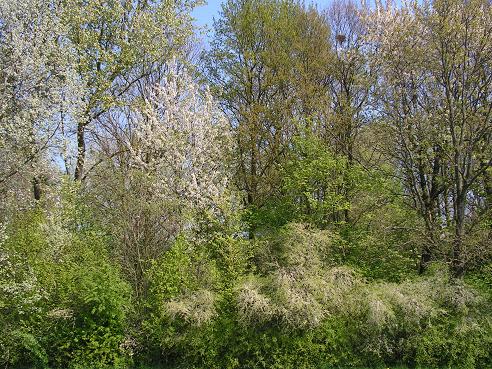 KONICA MINOLTA DIGITAL CAMERA