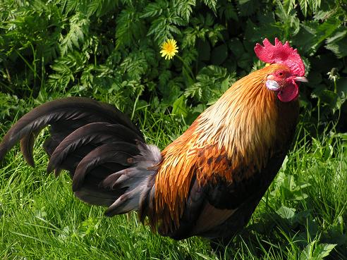 KONICA MINOLTA DIGITAL CAMERA