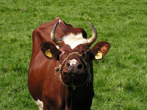 KONICA MINOLTA DIGITAL CAMERA