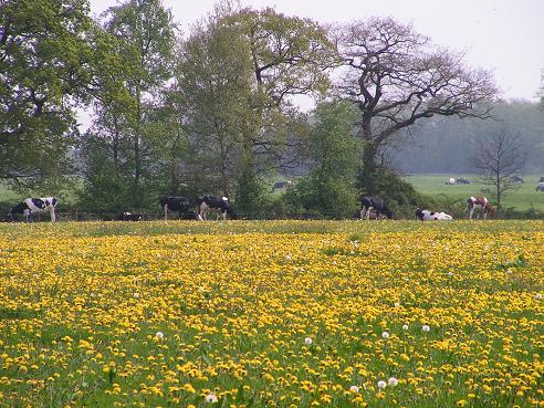 KONICA MINOLTA DIGITAL CAMERA