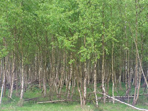 KONICA MINOLTA DIGITAL CAMERA