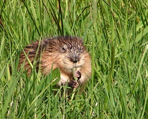 KONICA MINOLTA DIGITAL CAMERA