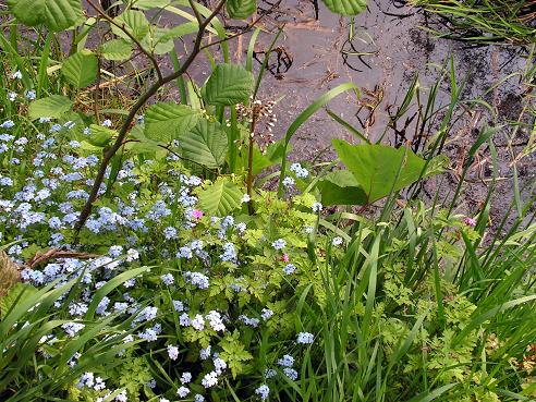 KONICA MINOLTA DIGITAL CAMERA