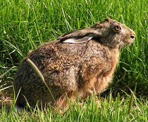 KONICA MINOLTA DIGITAL CAMERA