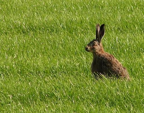 KONICA MINOLTA DIGITAL CAMERA