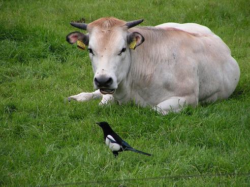 KONICA MINOLTA DIGITAL CAMERA