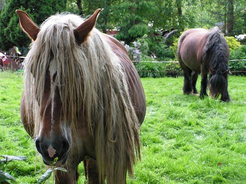 KONICA MINOLTA DIGITAL CAMERA