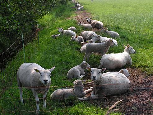 KONICA MINOLTA DIGITAL CAMERA