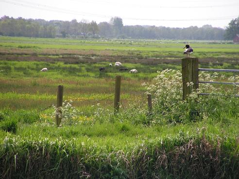 KONICA MINOLTA DIGITAL CAMERA