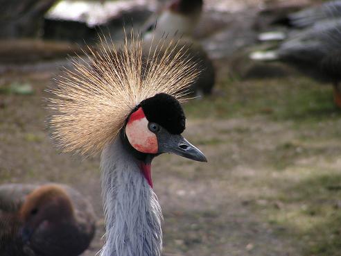 KONICA MINOLTA DIGITAL CAMERA