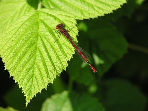 KONICA MINOLTA DIGITAL CAMERA