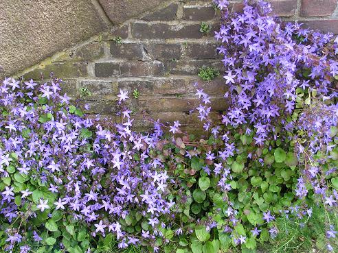 KONICA MINOLTA DIGITAL CAMERA