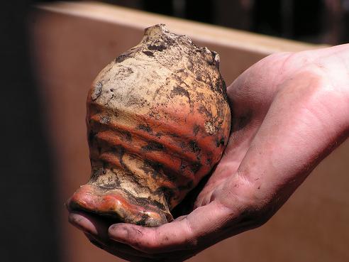 KONICA MINOLTA DIGITAL CAMERA