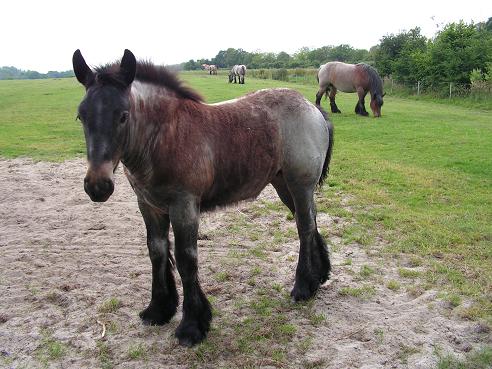 KONICA MINOLTA DIGITAL CAMERA