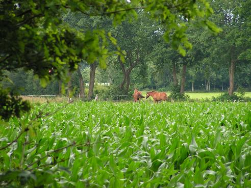 KONICA MINOLTA DIGITAL CAMERA